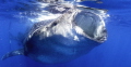   Whale Shark Close personal feeding Bonita eggs  